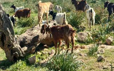 Wycieczka Marathon Jeep Safari - Narodowy Park Akamas z Pissouri